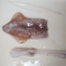 ヒイカの捌き方 レシピ 作り方 By Mamacream 楽天レシピ ヒイカの捌き方 レシピ 作り方 By Mamacream 楽天レシピ